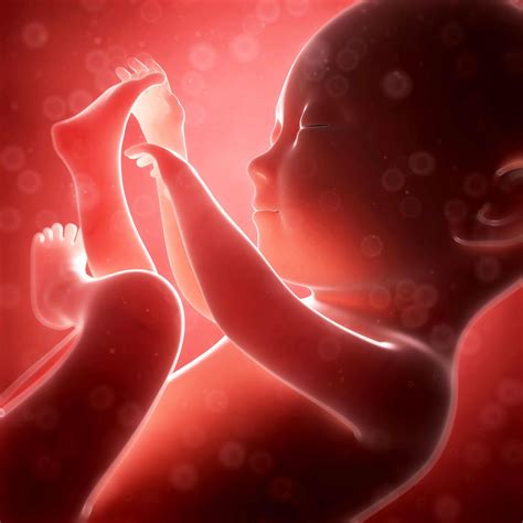 Where Do You Feel Baby Kicks At 17 Weeks - Baby Viewer