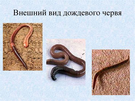 Общая характеристика типа Кольчатые черви на примере дождевого червя ...