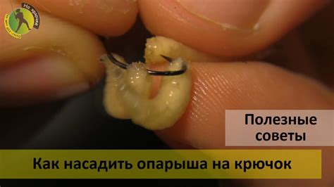 Как правильно насадить опарыша на крючок - совет - YouTube