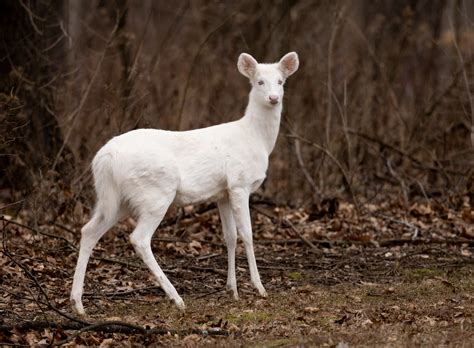 Rare and Beautiful Albino Deer Appearing in Ohio Are Hiding a Dark ...