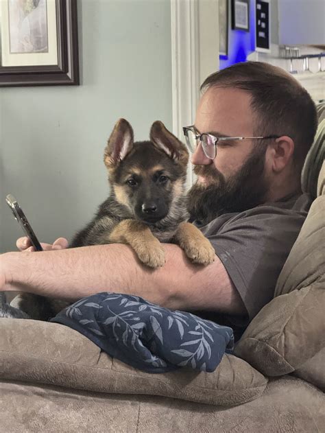 Dog for adoption - Odette, a German Shepherd Dog Mix in Nashville, TN