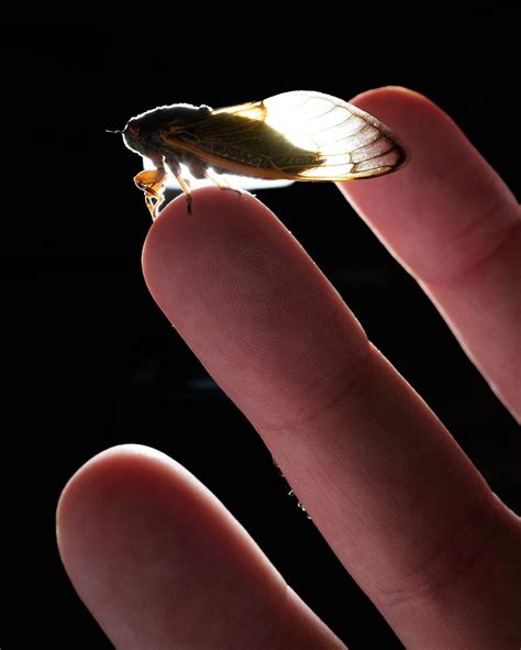 Opinion | The Summer of Cicadas Can Teach Us to Be Kinder - The New