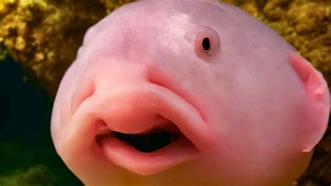 Worlds Ugliest Fish Blobfish