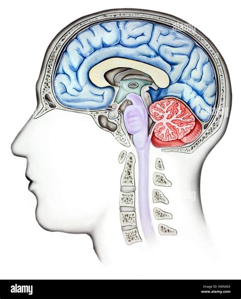 Anatomy of a human brain, cutaway side view. Shown are the skull ...