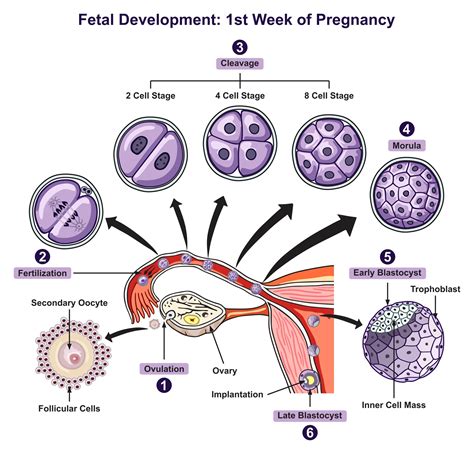 Post Fertilization and Pre-Embryonic Stage – Human Reproduction: A