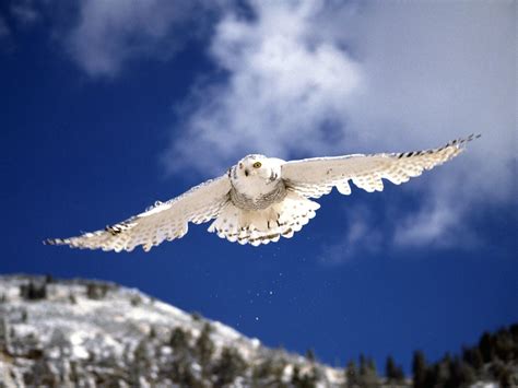 Bird Flower and Fish: Snowy Owl