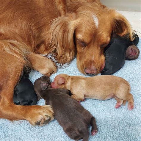 Emma Eberhardt - English Cocker Spaniel Puppies For Sale In Salt Lake City, UT - Born on 07/29/2024