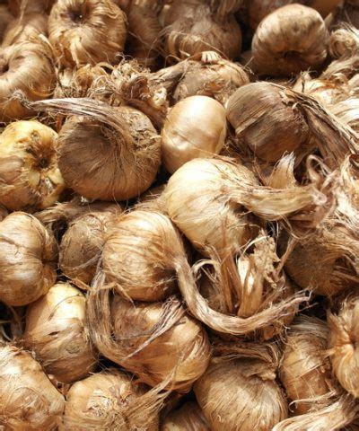 ШАФРАН | ПРОДАЖБА НА ЛУКОВИЦИ