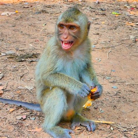 Viral Monkey TV - YouTube