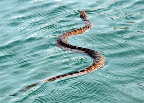 Discovering the Wild Snakes of Texas: A Detailed Exploration of Native