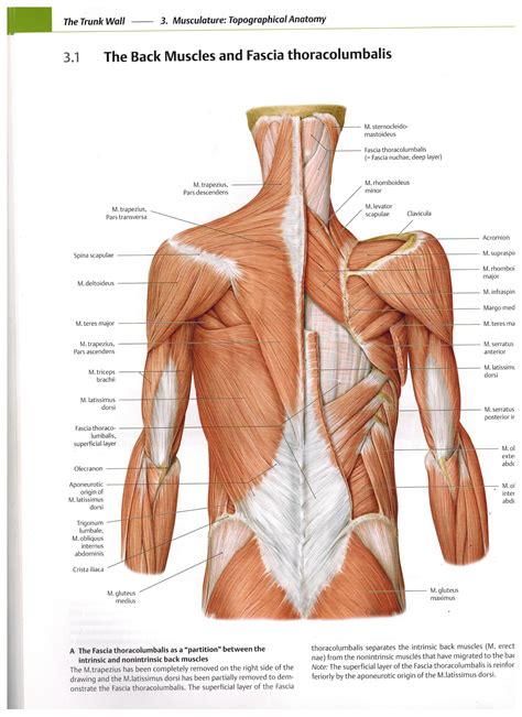 Latissimus Dorsi Cat