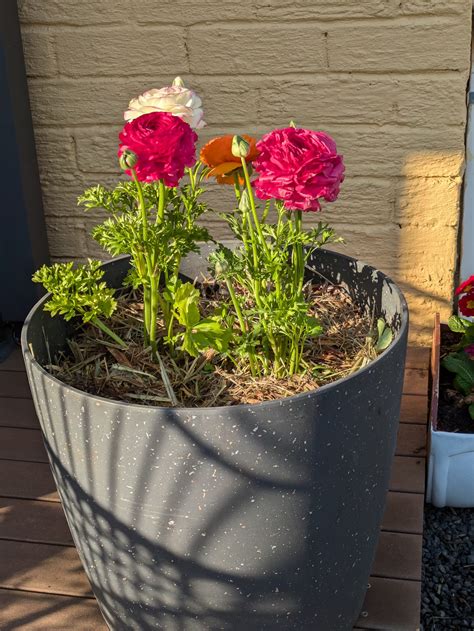 Bellamona | Longford TAS