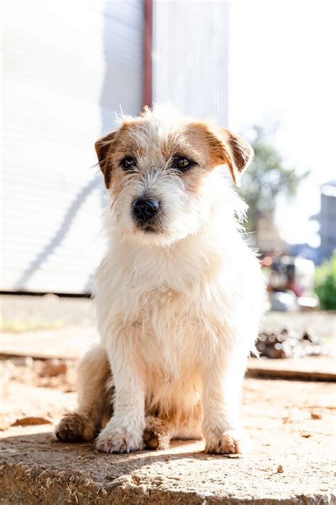 About Corowa Veterinary Clinic — Corowa Veterinary Clinic