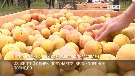 Гигантские сливы собирают под Тирасполем - YouTube