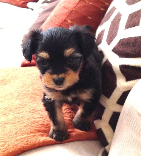 Miniature Pinscher Poodle Mix