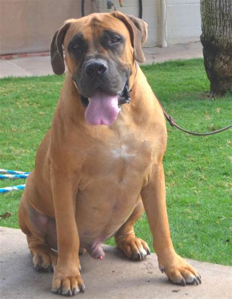 Max in AZ | Boerboel Rescue