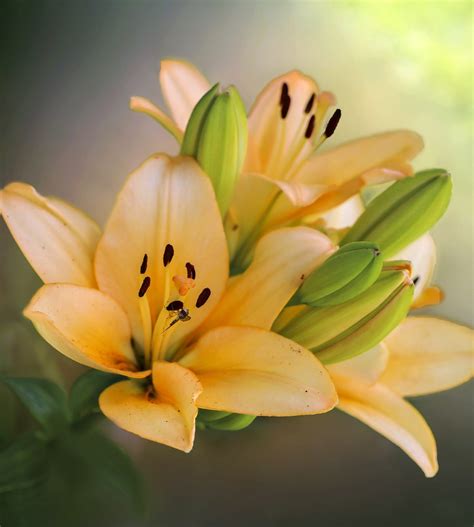 The Beautiful Lily and It's Meaning