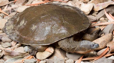 australian fitzroy river turtle kinds  animals