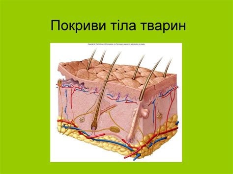 Покриви тіла тварин - презентация онлайн