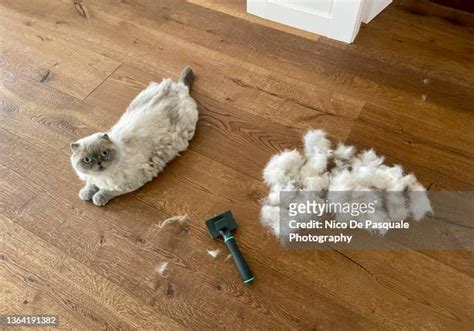 855 Disheveled Cat Stock Photos, High-Res Pictures, and Images - Getty ...