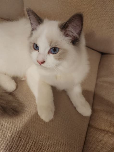 My recent article about Ragdoll Kittens Patterns and Pricing Model : r