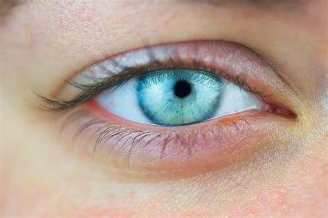 evolution   eye