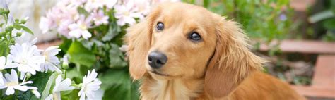 Flowers & Plants That Are Toxic For Pets | Cats, Dogs & More