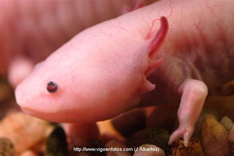 IMAGENS DE AXOLOTE OU AXOLOTLE. ESPÉCIE DE SALAMANDRA - RÍA DE VIGO ...