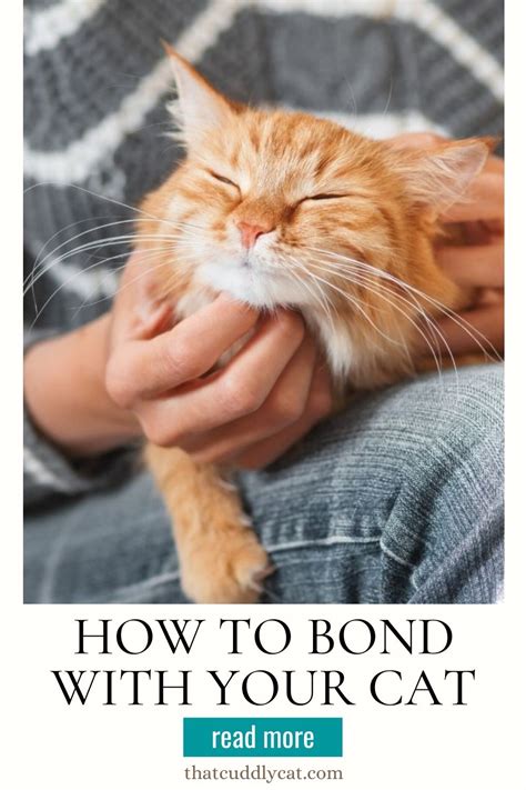 How to Bond with Your Cat - That Cuddly Cat