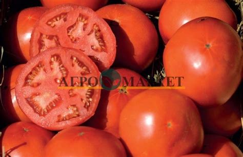 Купить Семена Томат БОБКАТ F1 / BOBKAT F1 Syngenta в Крыму c доставкой ...