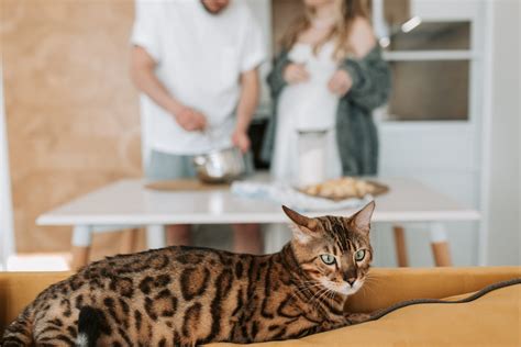 Why Bengal Cats Are the Best: 5 Reasons Why They Stand Out - Pet Spruce