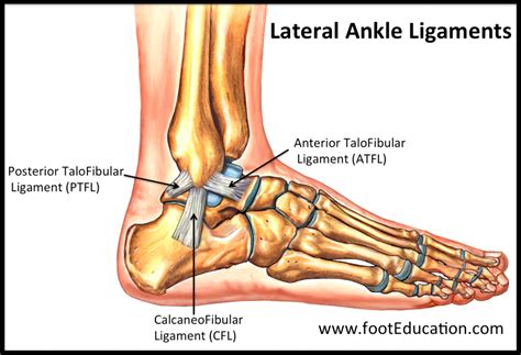 Ligaments of the Foot and Ankle Overview - FootEducation