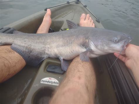 Blue Channel Catfish