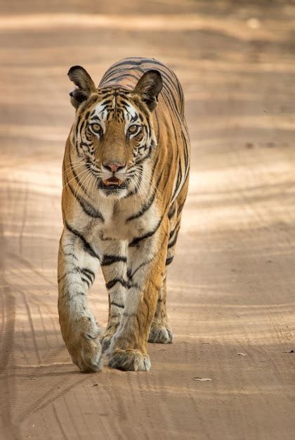 Premium Photo | Asian bengal tiger in india