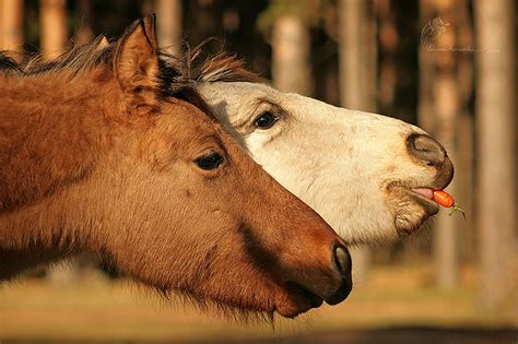 "Кони-Тур" - альбомы - Ольга Кошаева - конники - equestrian.ru