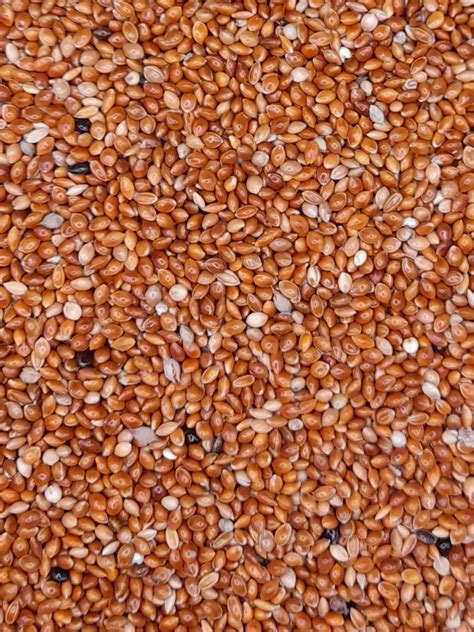 red panicum   kilo comps poultry