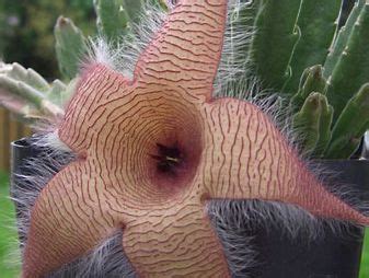 Carrion flower | Description, Genus, & Facts | Britannica
