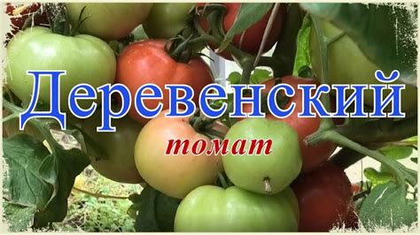 🍅 Томат ДЕРЕВЕНСКИЙ F1 | МАЛ ЗОЛОТНИК ДА ДОРОГ - YouTube