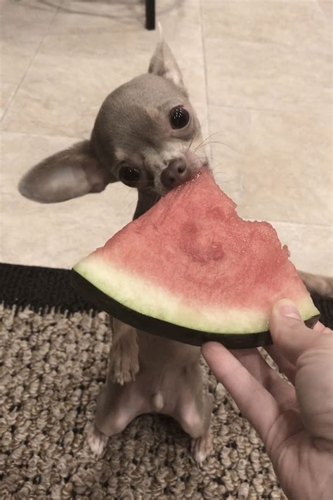 Chihuahua eating watermelon like a boss | Chihuahua dogs, Baby animals, Baby chihuahua