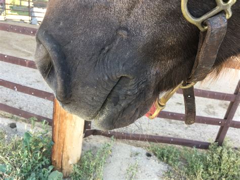 DO YOU SING TO YOUR HORSE? I do. I'll tell you why it works for me ...
