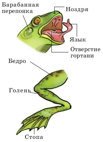 Есть ли у лягушки уши?