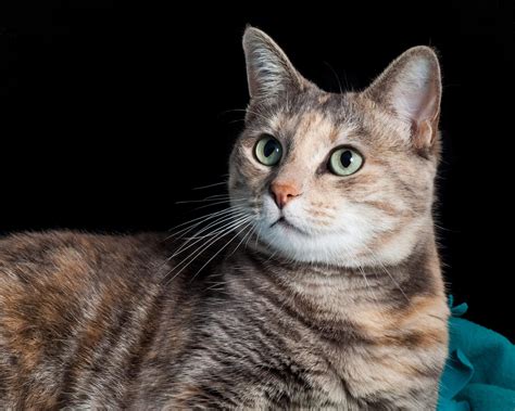 What Are The Different Types Of Tabby Cat Markings?