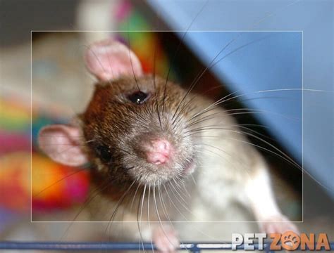 Как правильно мыть крысе хвост: подробное руководство с советами