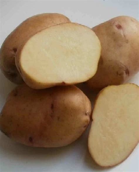 Картофель «Крепыш» (11 фото): описание сорта, характеристика и вкусовые ...