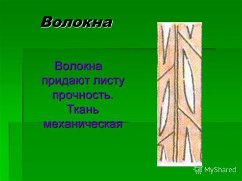Презентация на тему: "Клеточное строение листа МОУ Сухтелинская ООШ ...