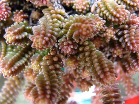 SWEETYPIE 50: WIERD PLANTS