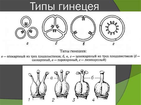 Систематика покрытосеменных растений - презентация онлайн
