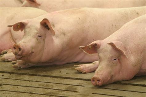 African swine fever found in Dominican Republic | The Western Producer