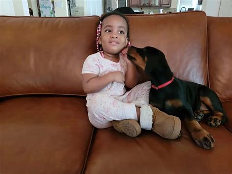 Gallery - Legendary European Dobermans