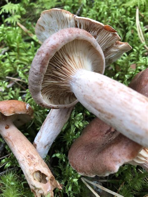 Горькушка (Lactarius rufus) фото и описание